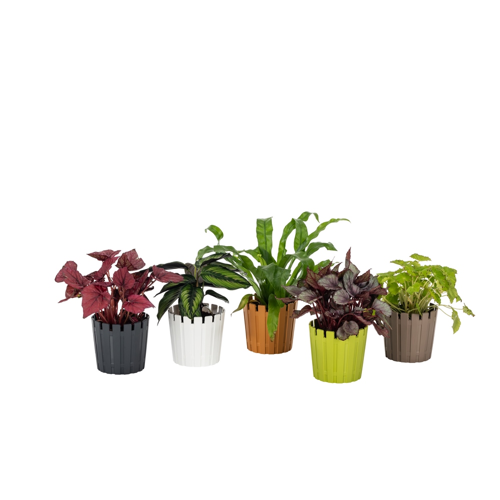 Poliwork Akasya Flower Pot 20 White