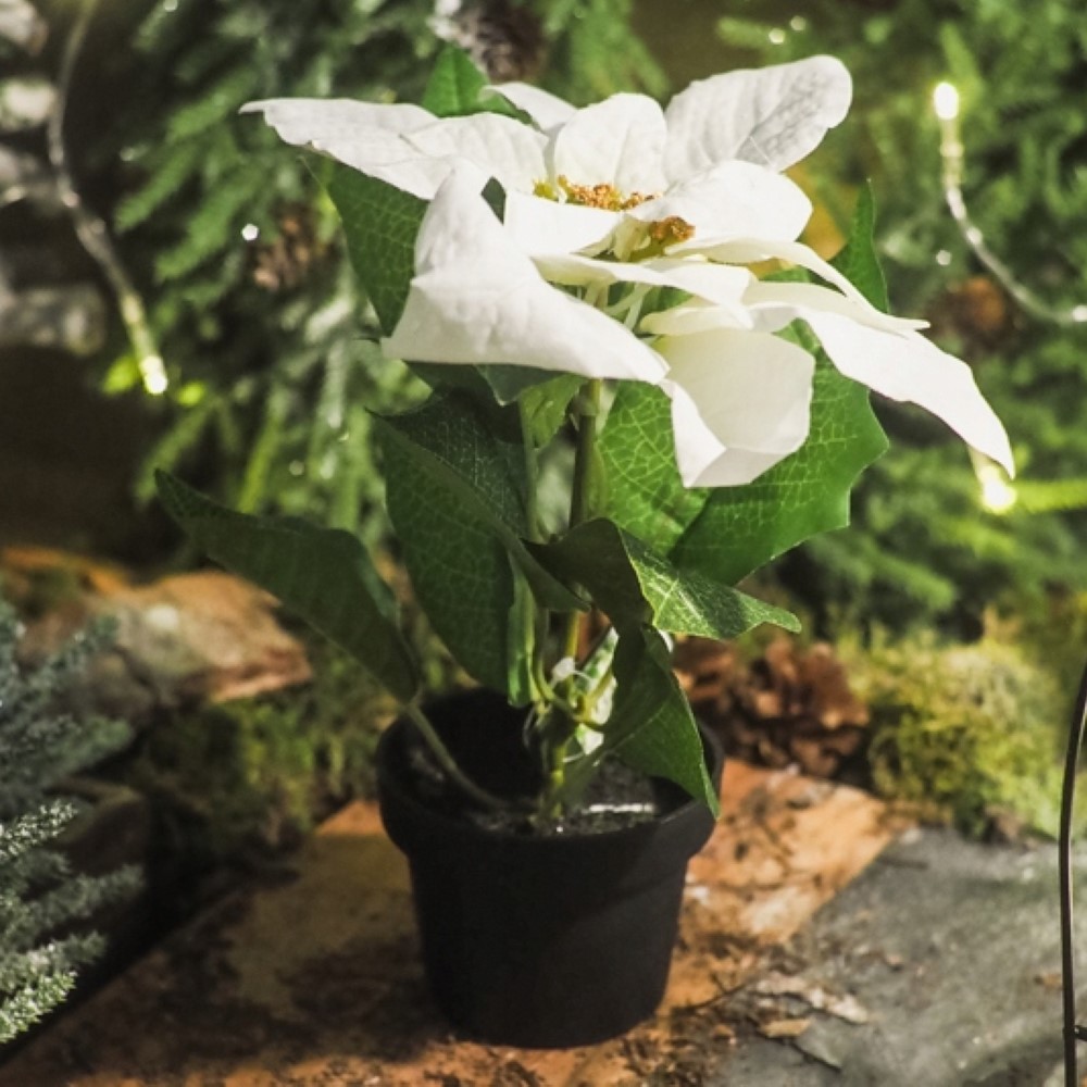 Koopman Christmas Flower 20Cm-2Ass
