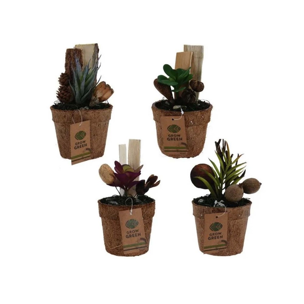 Koopman Plant in Coconut Pot 4Ass