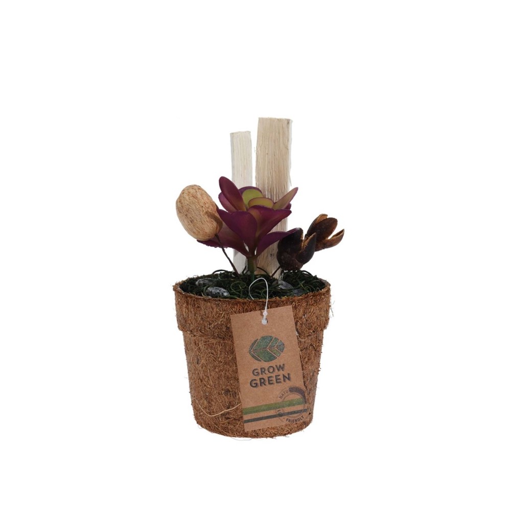 Koopman Plant in Coconut Pot 4Ass