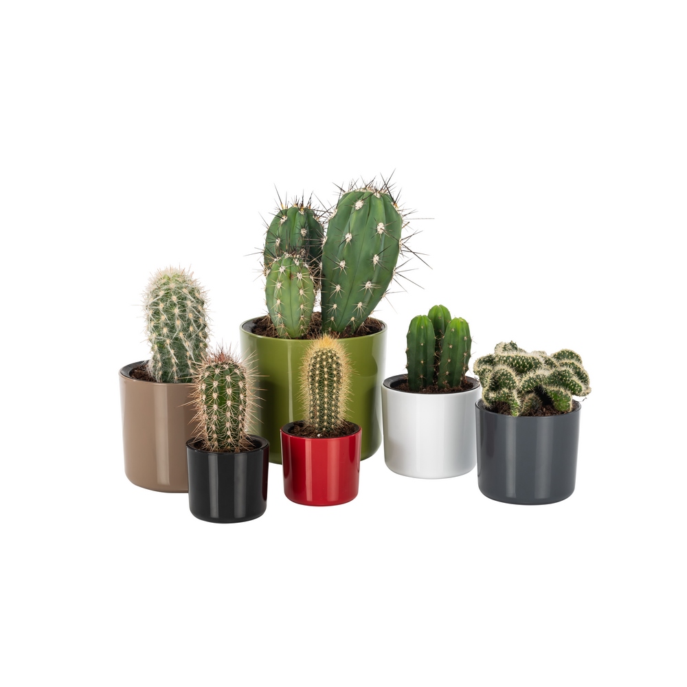 Poliwork Mimoza Flower Pot 14 Brown