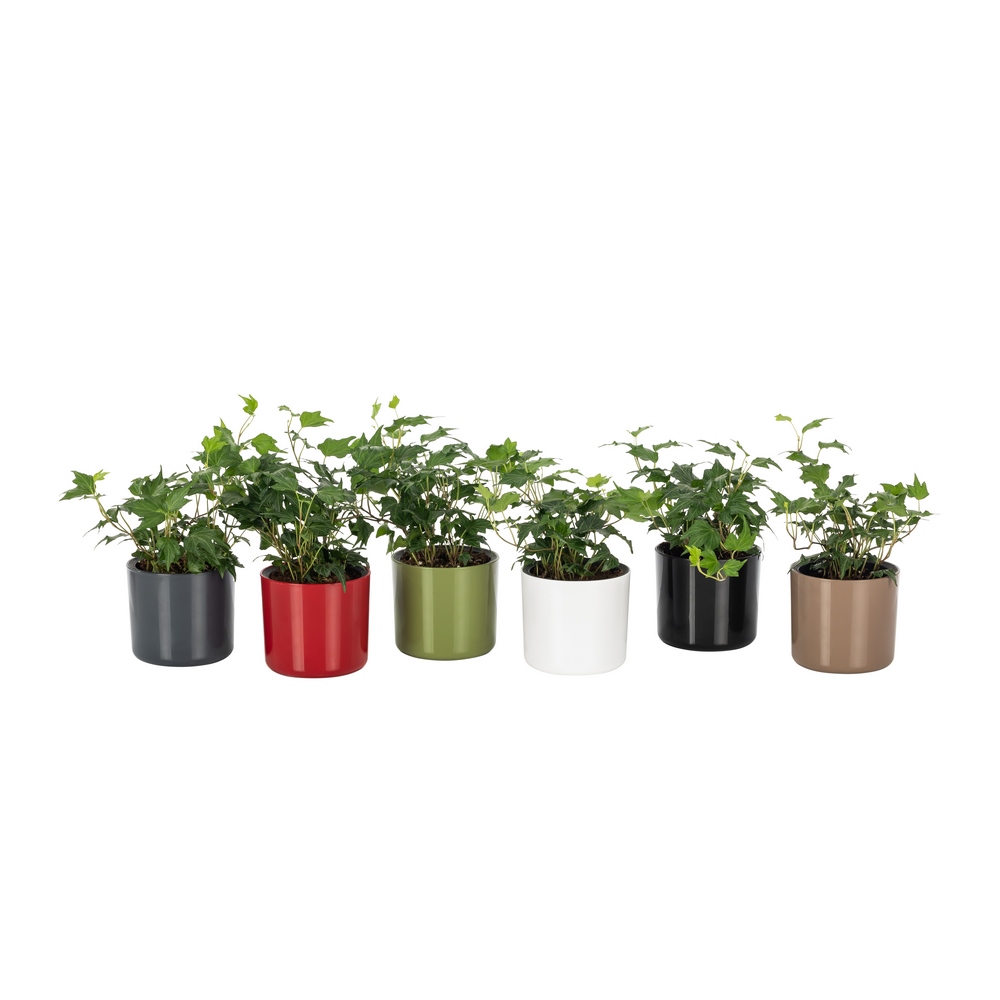 Poliwork Mimoza Flower Pot 14 Brown