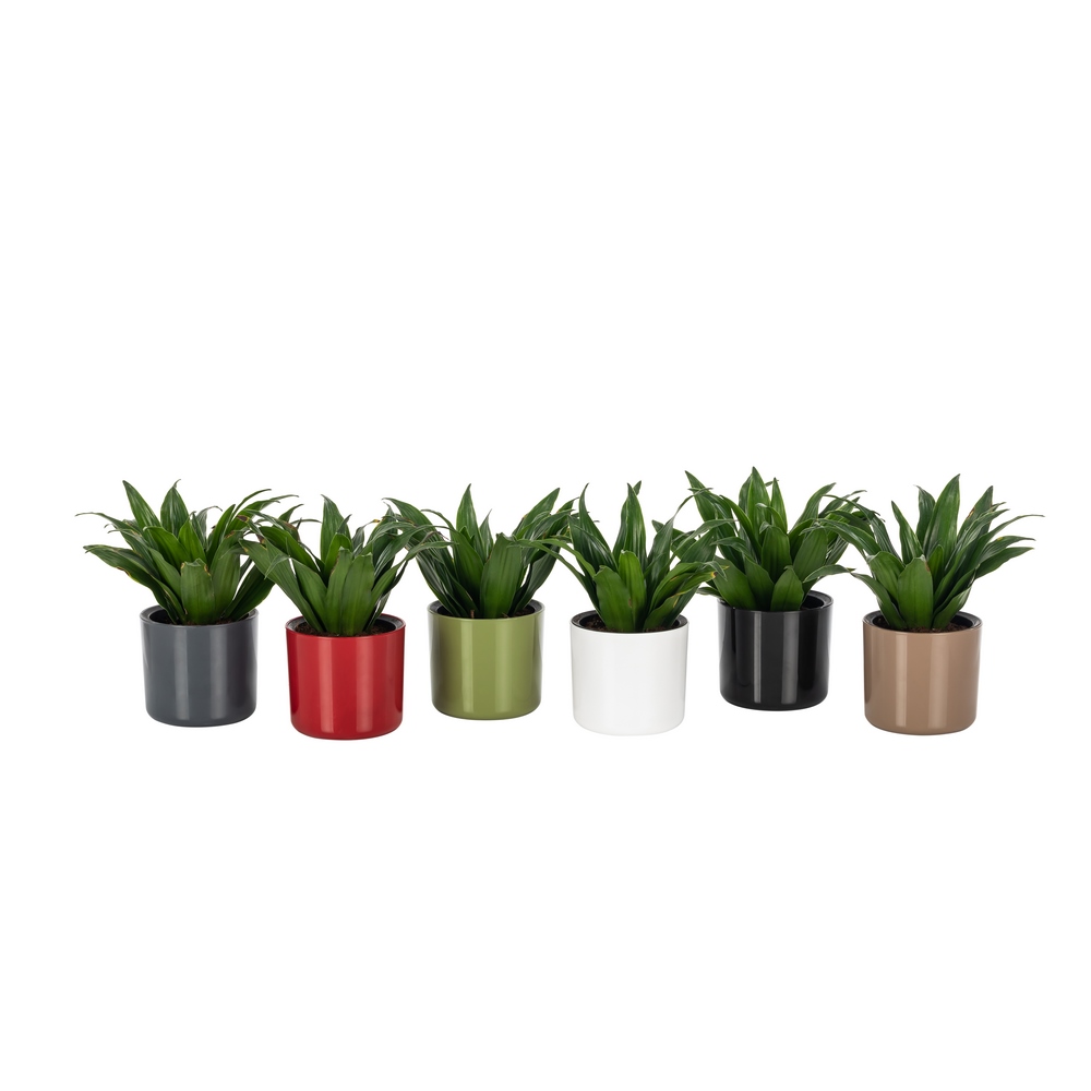 Poliwork Mimoza Flower Pot 14 Brown