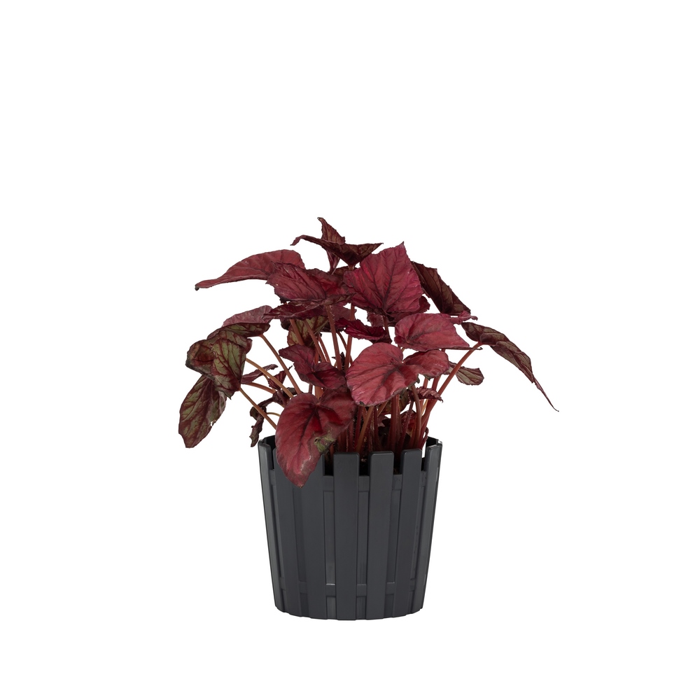 Poliwork Akasya Flower Pot 33 Anthracite