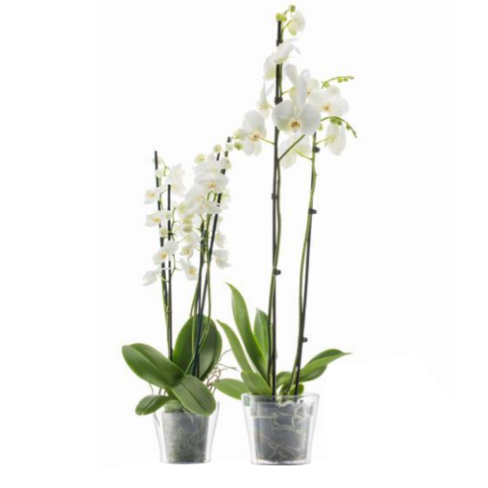 Poliwork Elata Flower Pot 17 Transparent