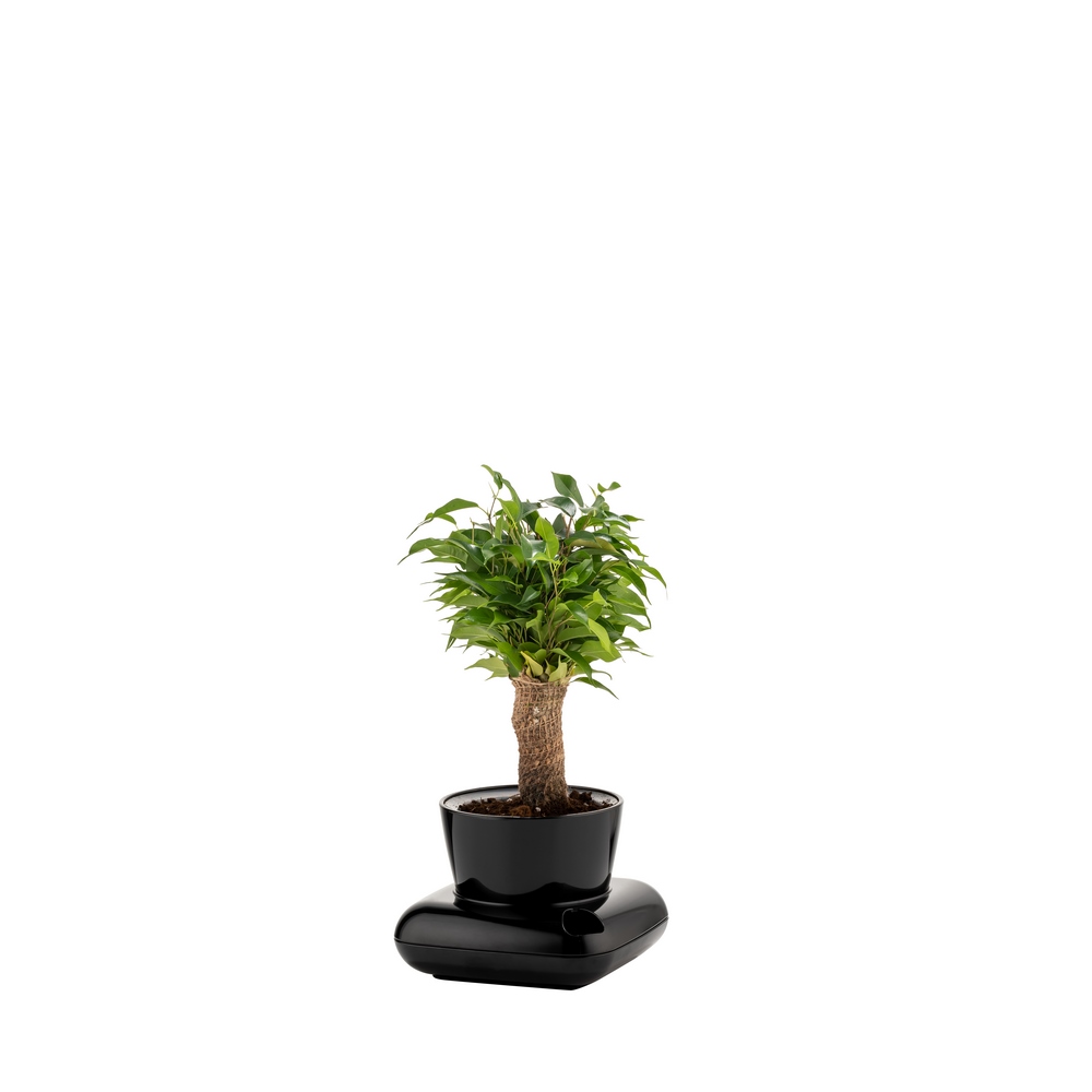 Poliwork Gala Flower Pot Black