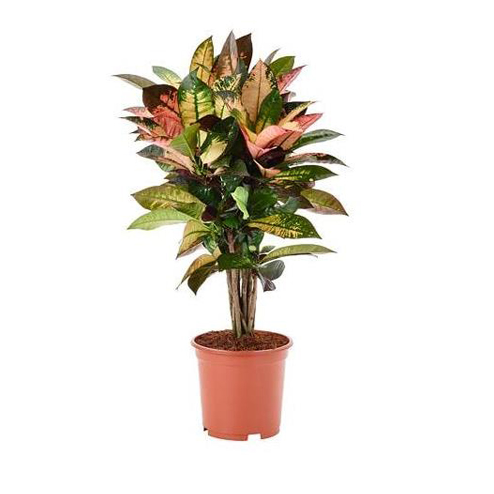 Oster Croto Artificial Plant 100cm
