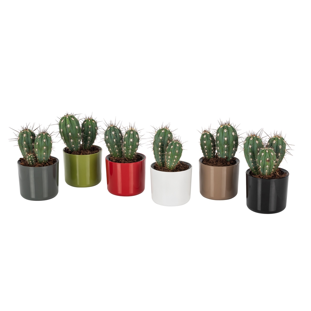 Poliwork Mimoza Flower Pot 7 Red