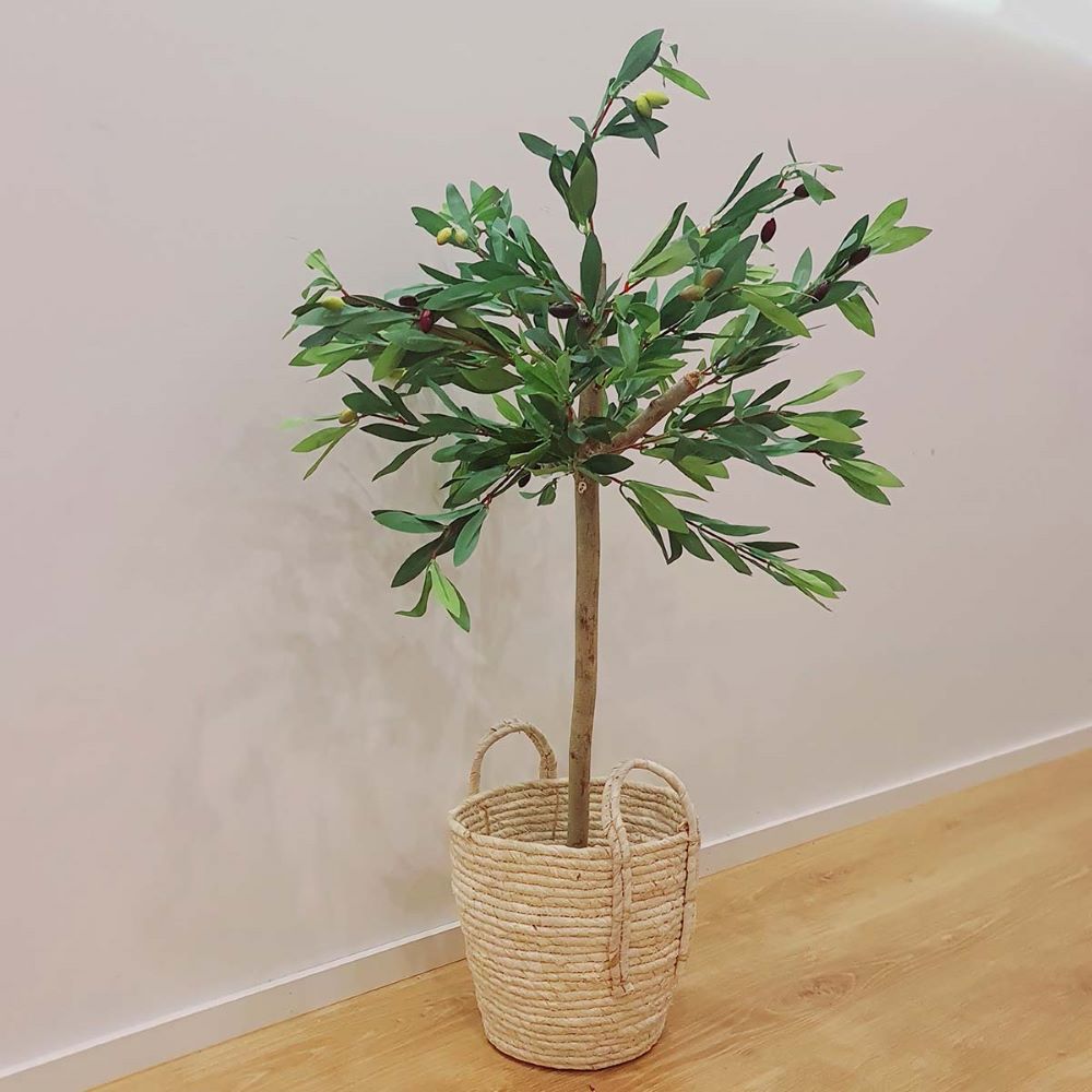 Koopman Olive Tree in Pot