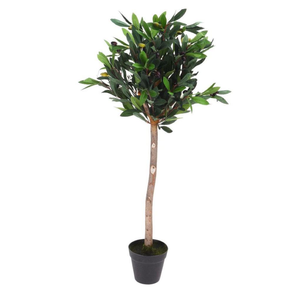 Koopman Olive Tree in Pot