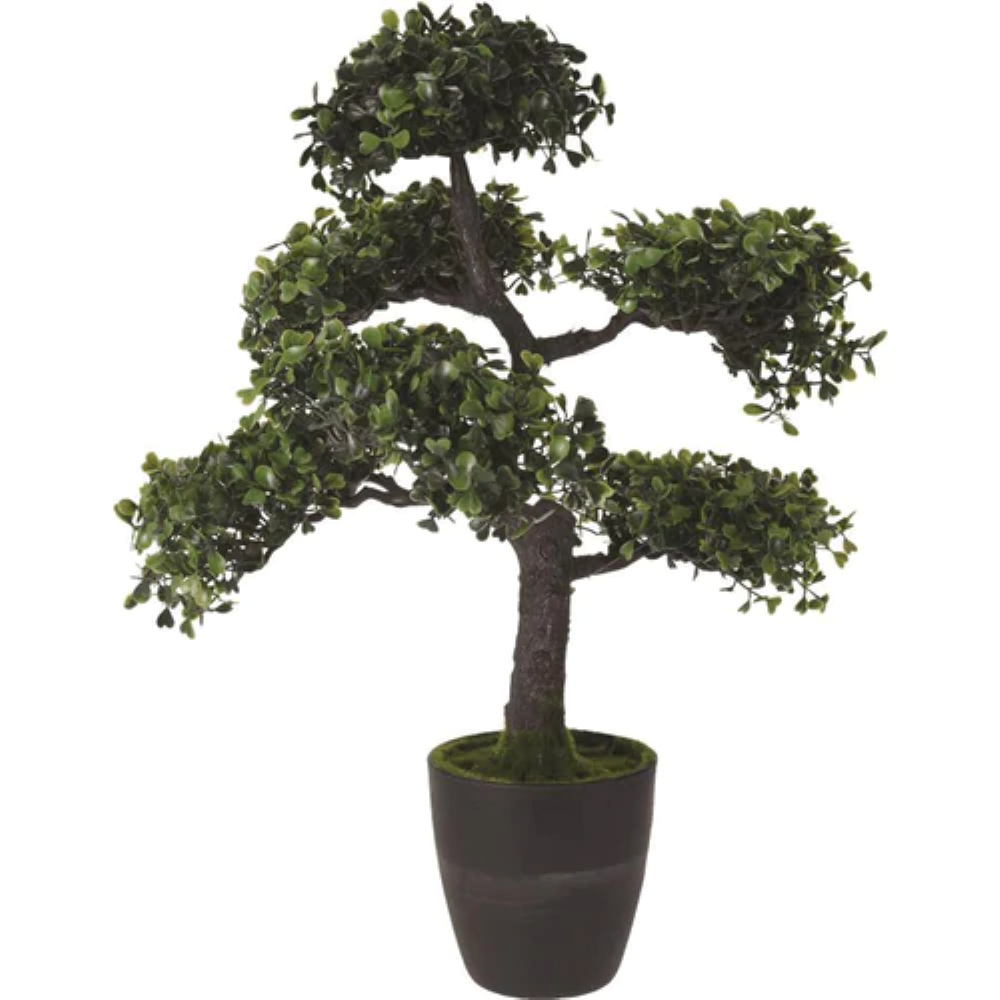 Koopman Bonsai Tree In Pot 50Cm 4Ass