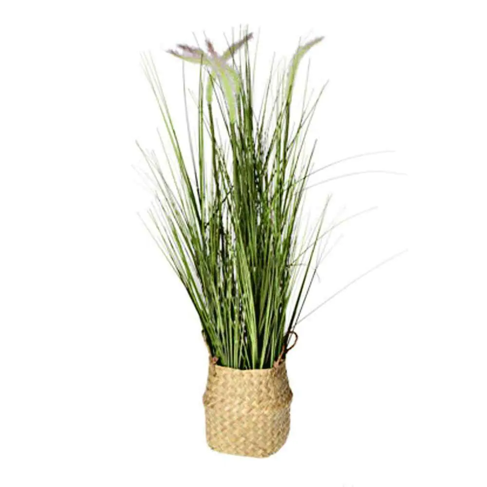 Koopman Grass Plant in Basket 4Ass