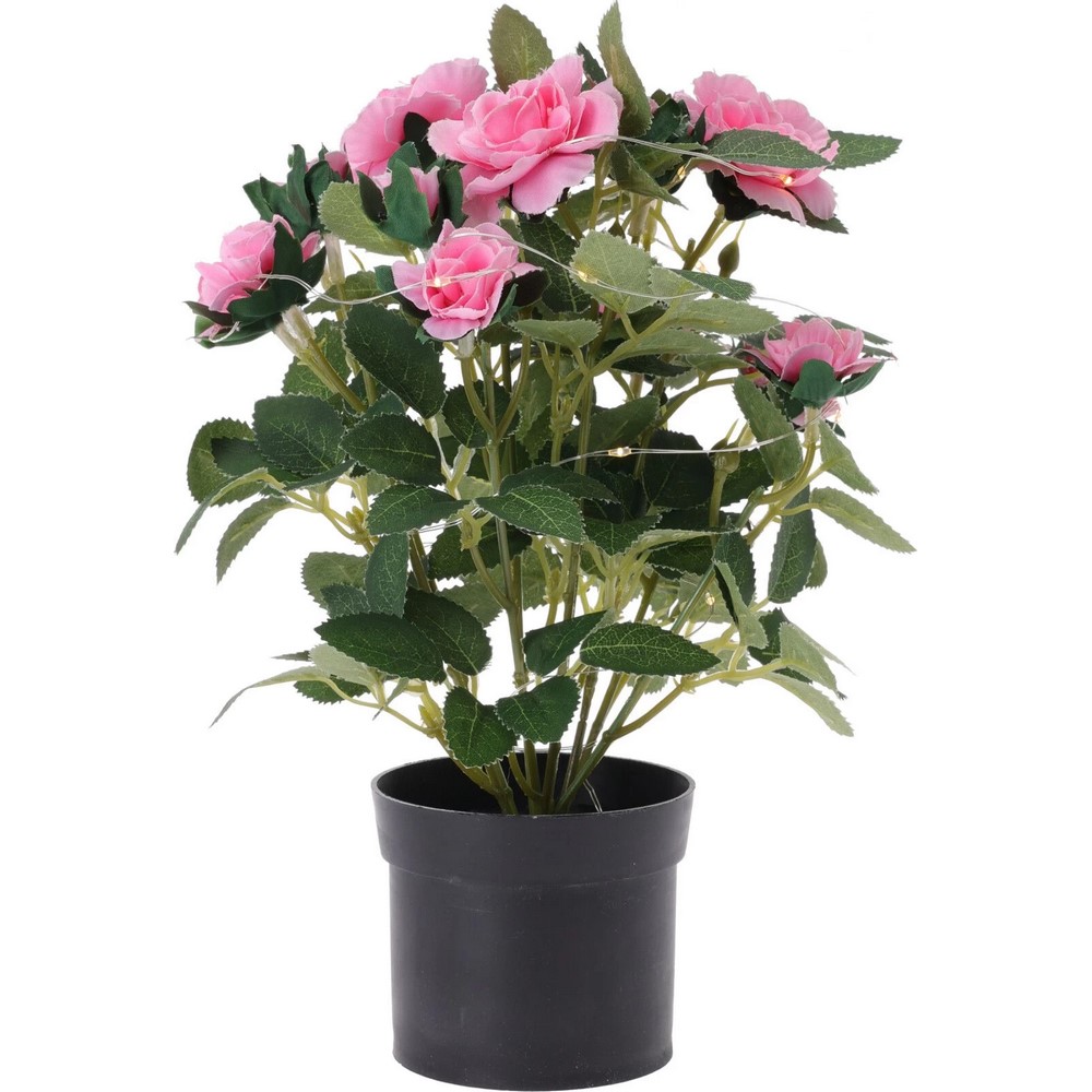 Koopman Plant in Pp Pot With Light 4As