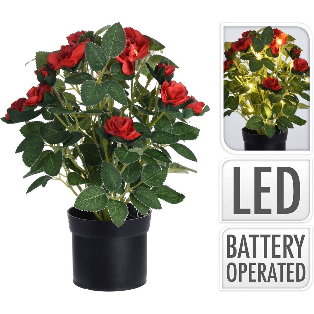 Koopman Plant in Pp Pot With Light 4As