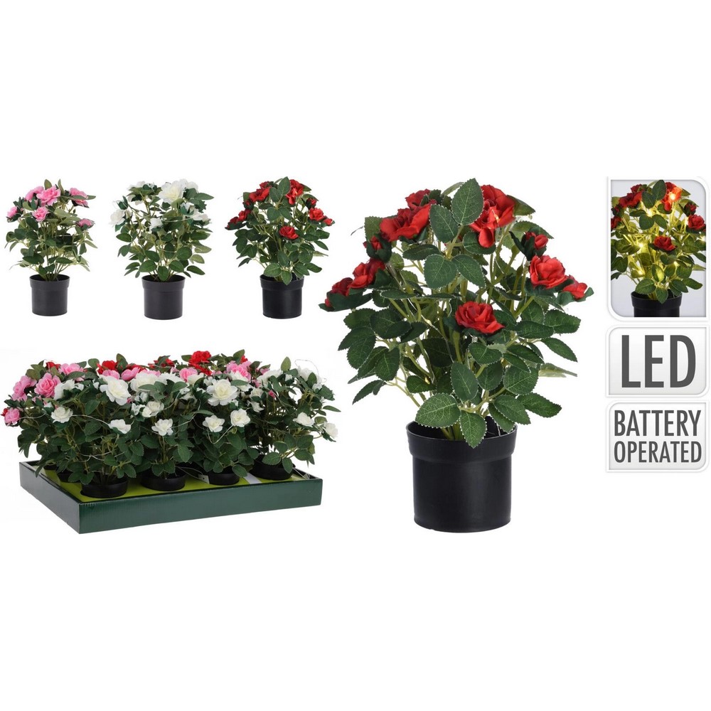 Koopman Plant in Pp Pot With Light 4As