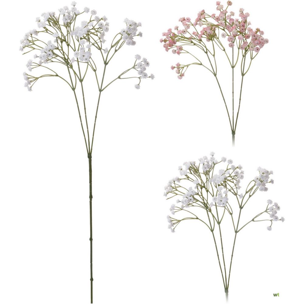 Koopman Plant Gypsophila 68Cm  20 Gr 2Ass