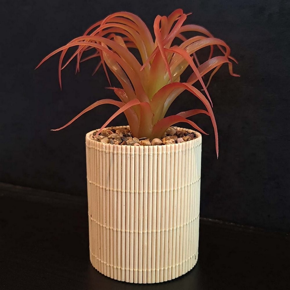 Koopman Plant in Bamboo Pot 8X8X19Cm