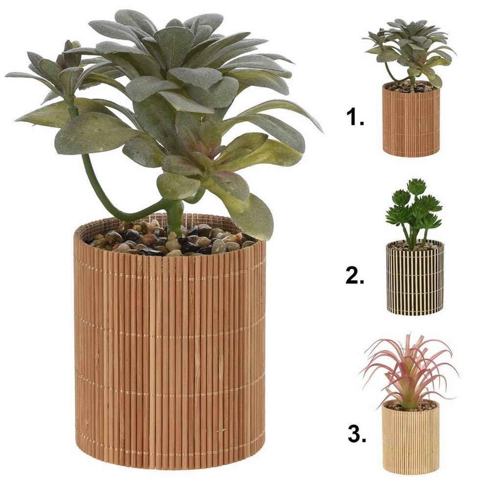 Koopman Plant in Bamboo Pot 8X8X19Cm