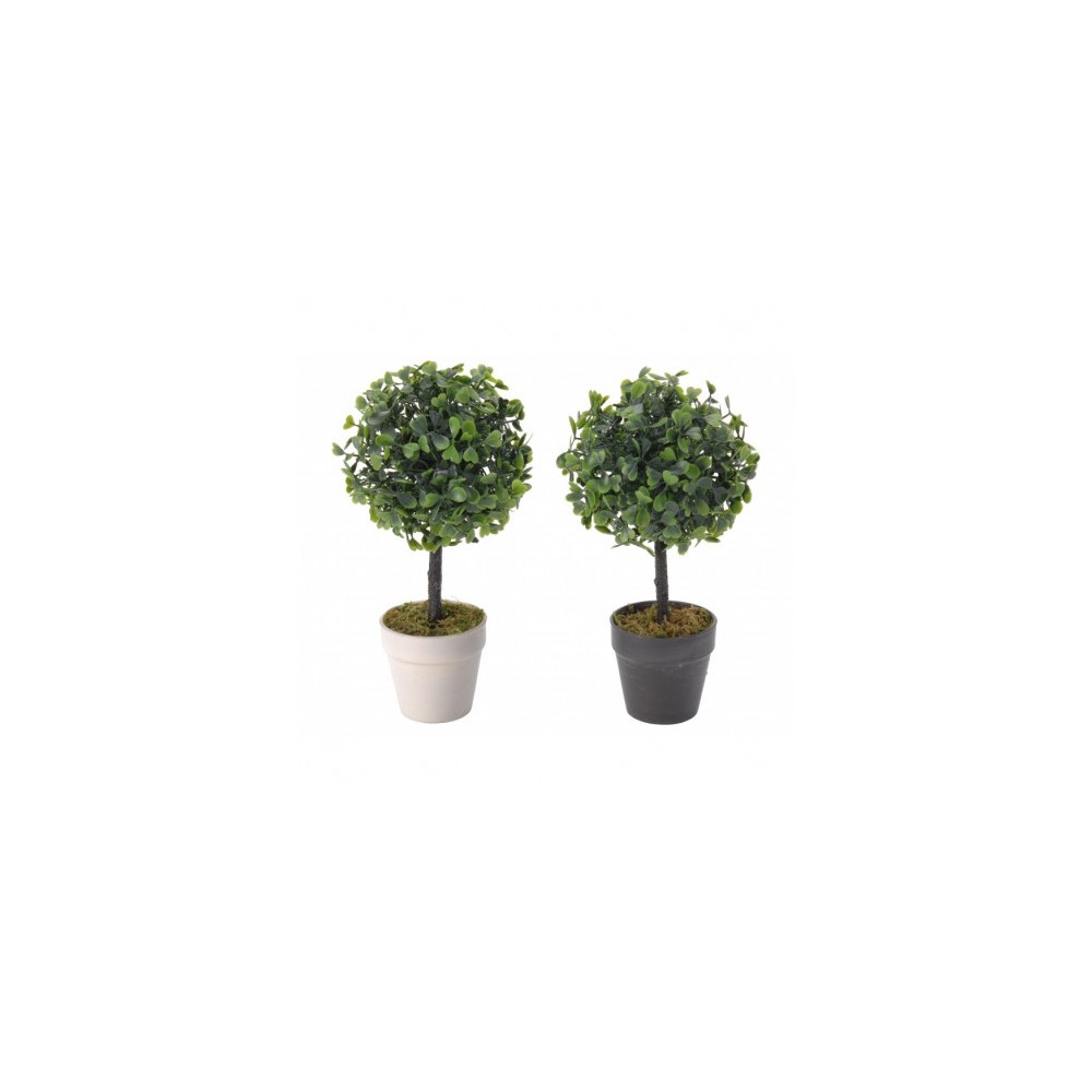 Koopman Boxwood Tree In Pot