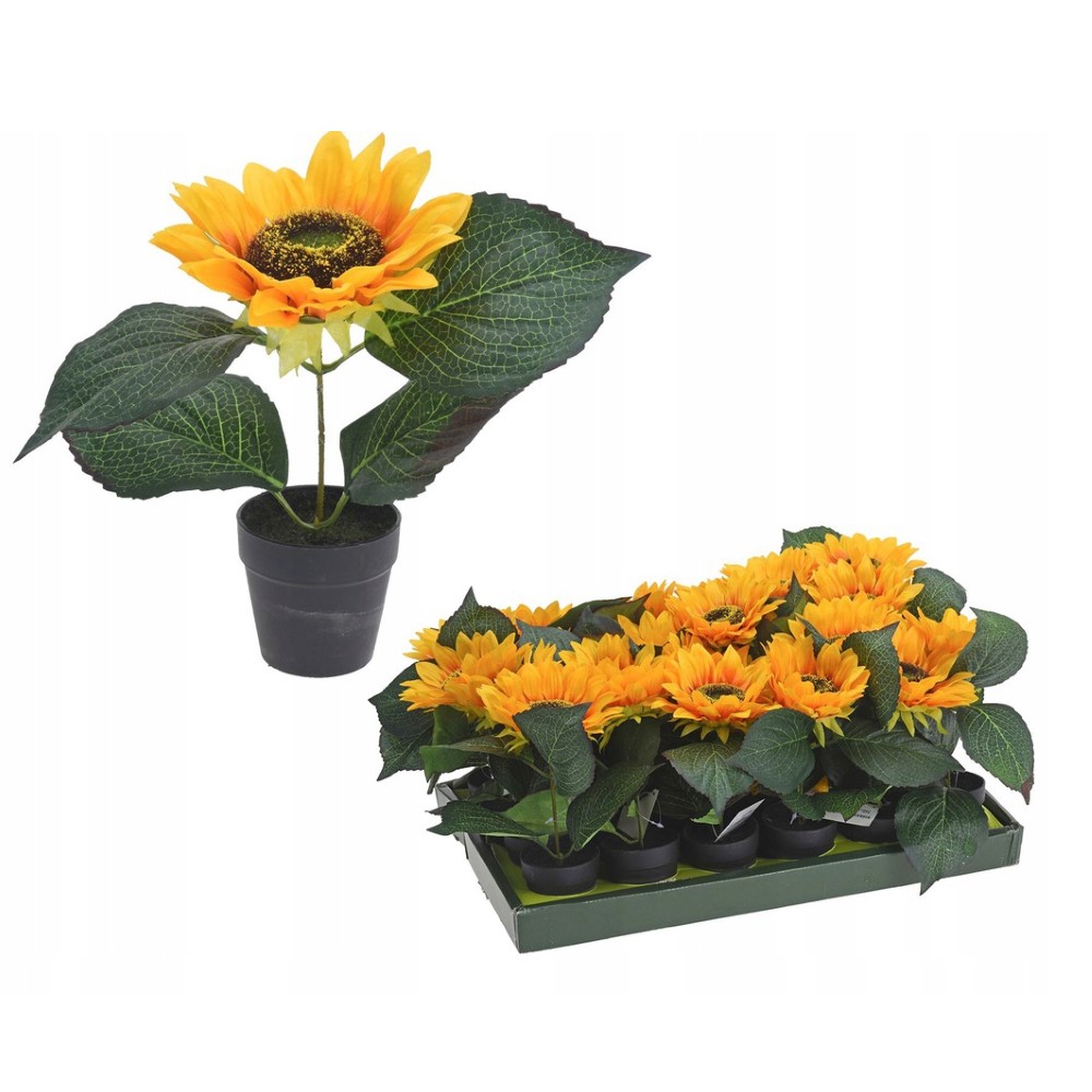 Koopman Sunflower in A 22 Cm Pot.