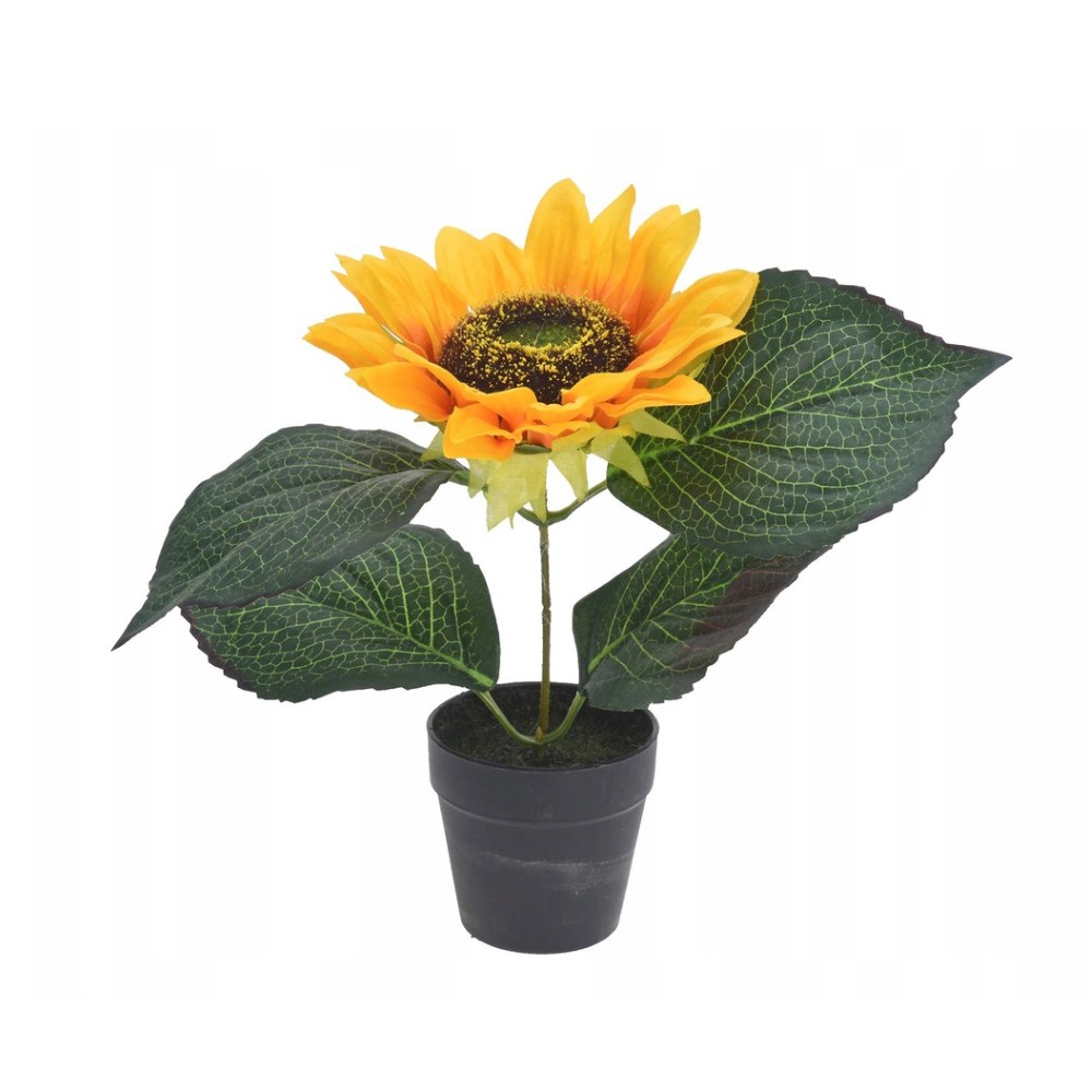 Koopman Sunflower in A 22 Cm Pot.