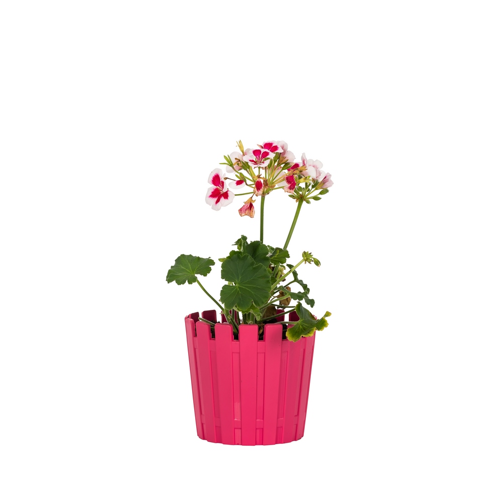 Poliwork Akasya Cactus 8,5 Mix