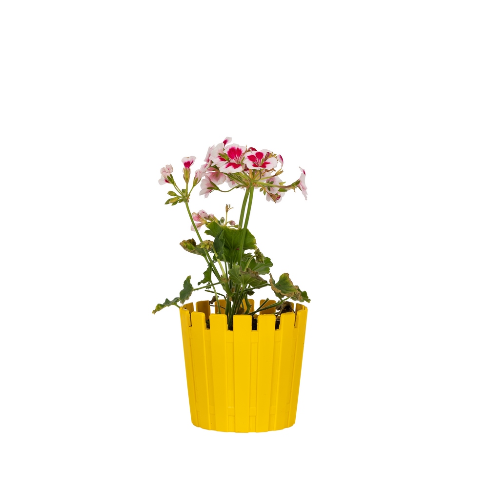 Poliwork Akasya Cactus 8,5 Mix